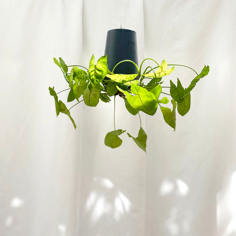 Sky Planter Recycled