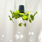 Sky Planter Recycled