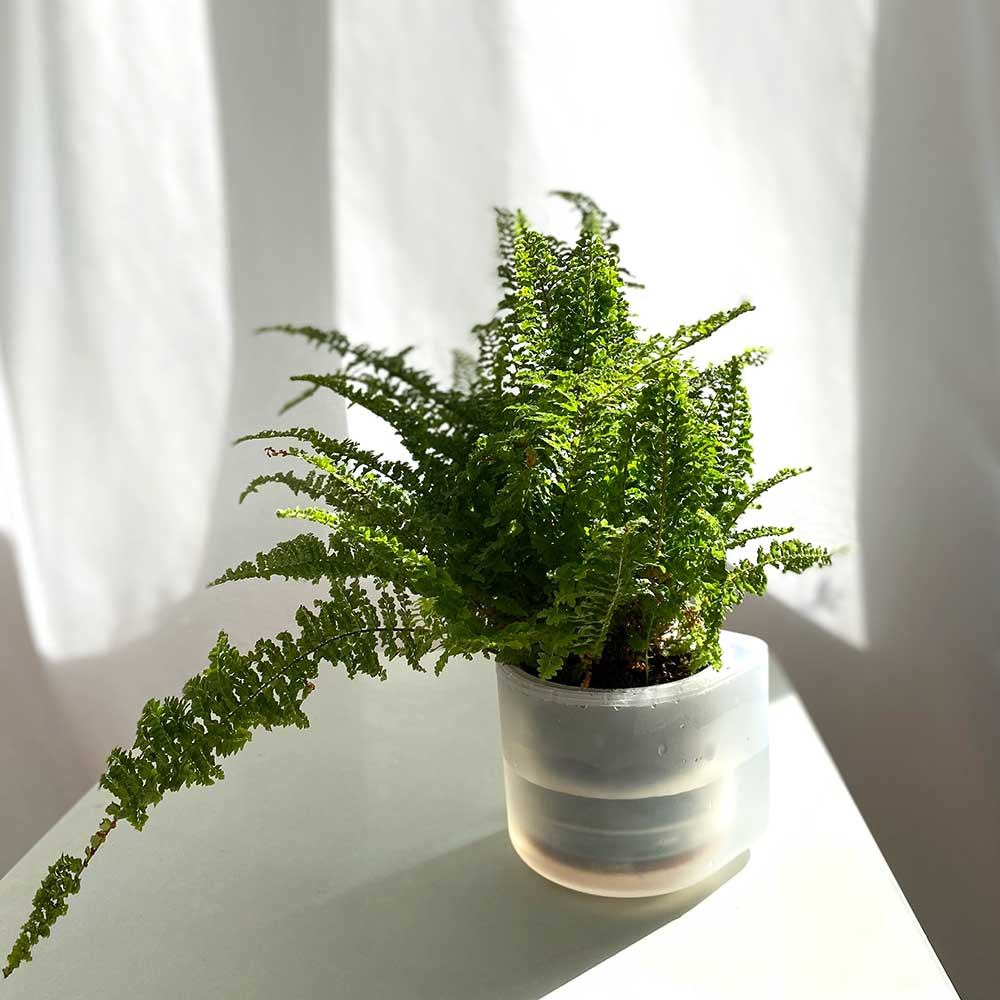 Till Planter