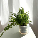 Till Planter