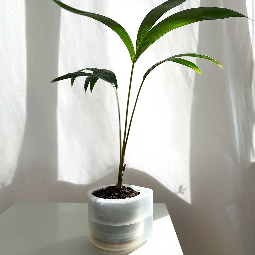 Till Planter