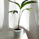Till Planter
